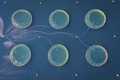 Aerial Fish Farm - Monthly