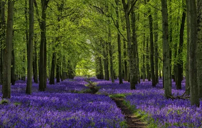 Spring Path through bluebells - Quarterly - Q1